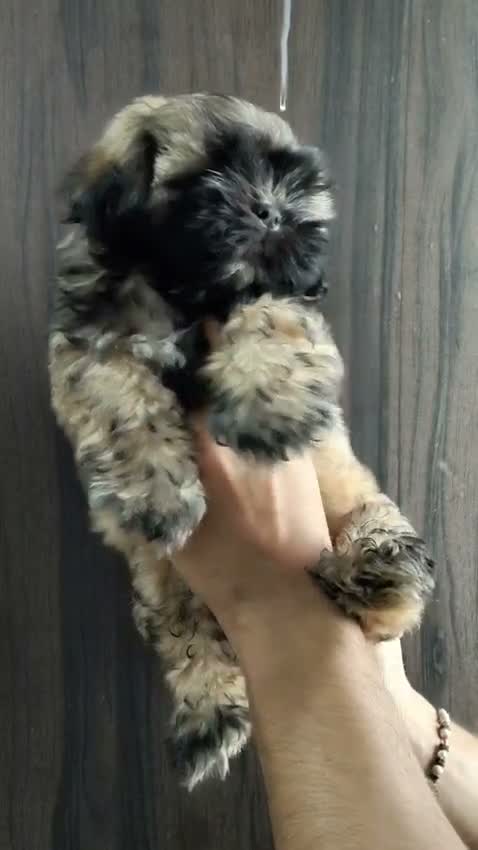 Shih Tzu | Black Color, farm video
