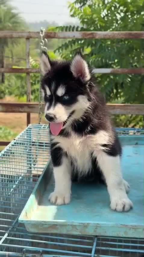 Siberian Husky Puppy | Black & White Color, farm video