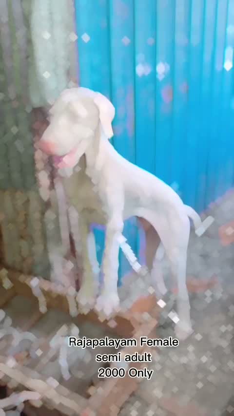 Rajapalayam Puppy, farm video