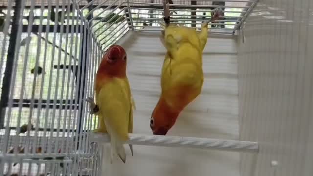 African Love Birds, farm video
