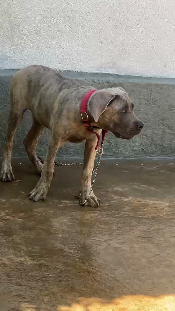 Cane Corso Puppy, farm video