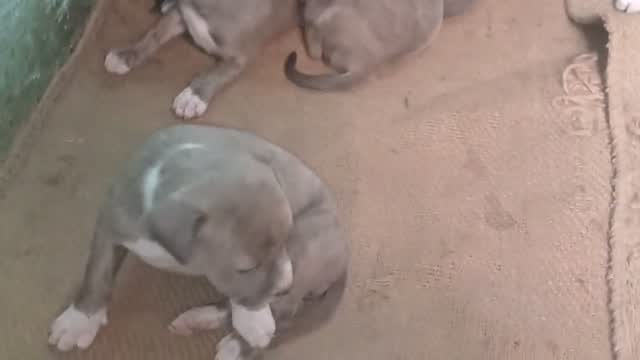 American Bully XL Size Puppy, farm video
