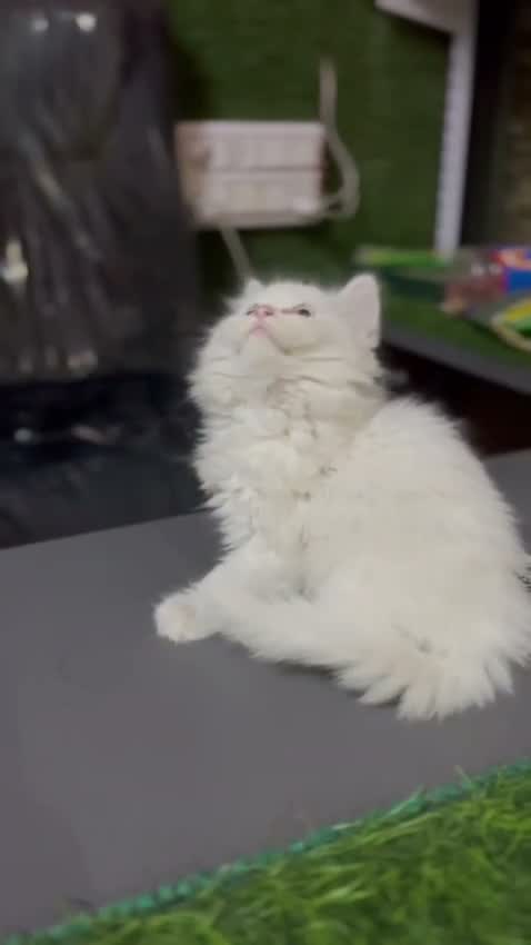 Persian, farm video