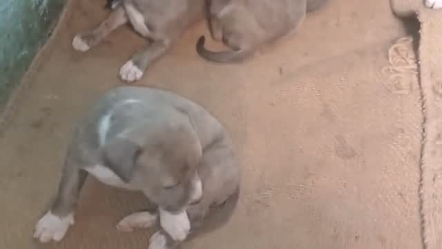 American Bully XL Size Puppy, farm video