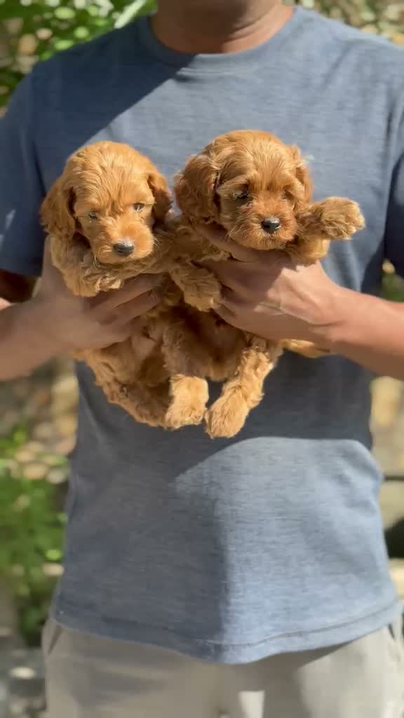 Standard Poodle Puppy, farm video