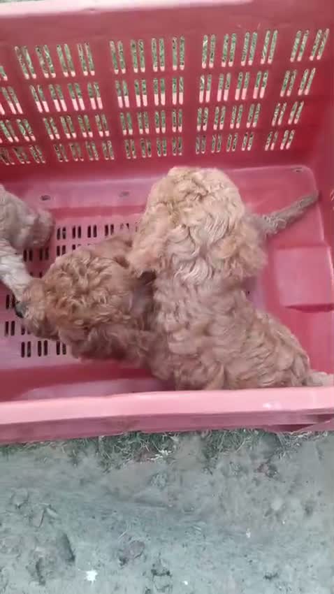 Standard Poodle Puppy, farm video