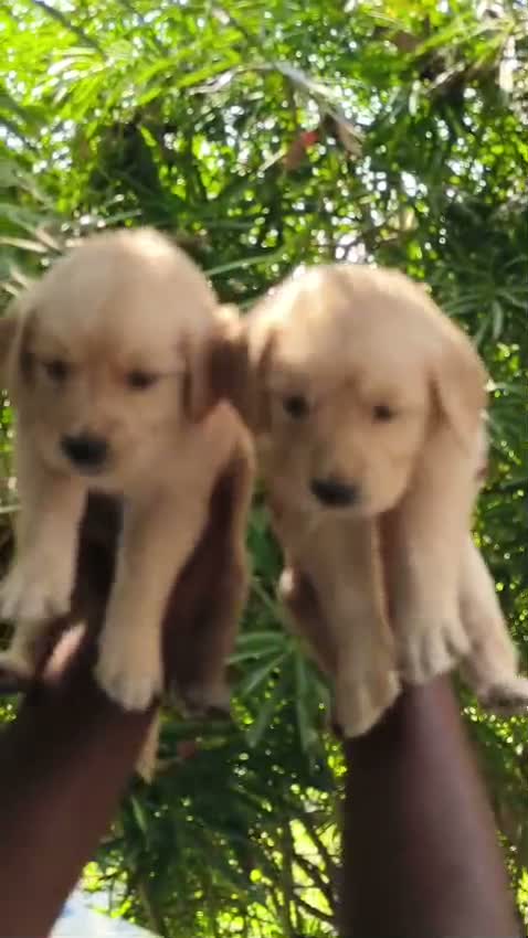 Golden Retriever, farm video