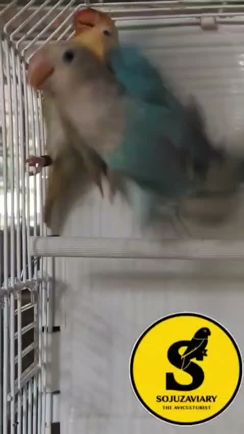 African Love Birds, farm video