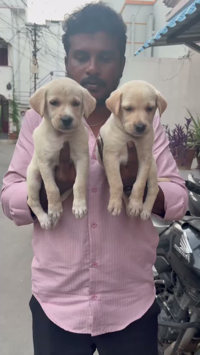 Beagle Black & Tan Puppy, farm video
