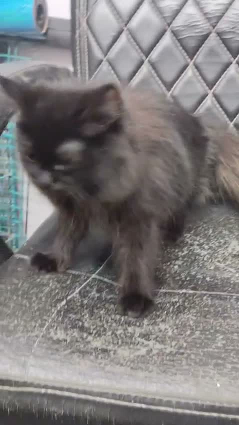 Pomeranian Puppy, farm video
