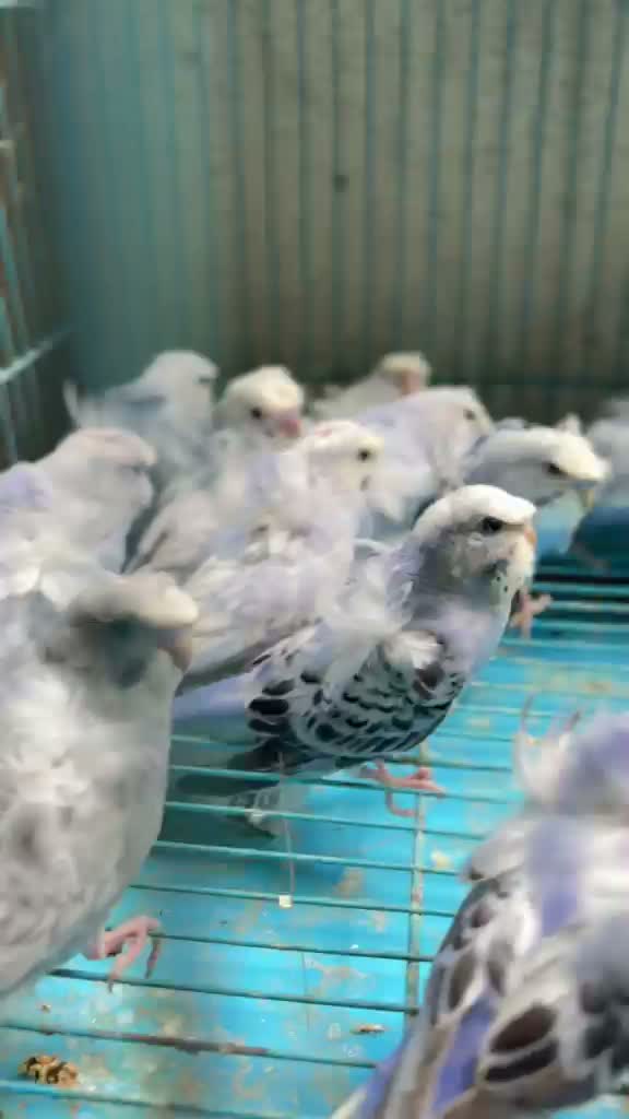 Budgies | Fallow, farm video