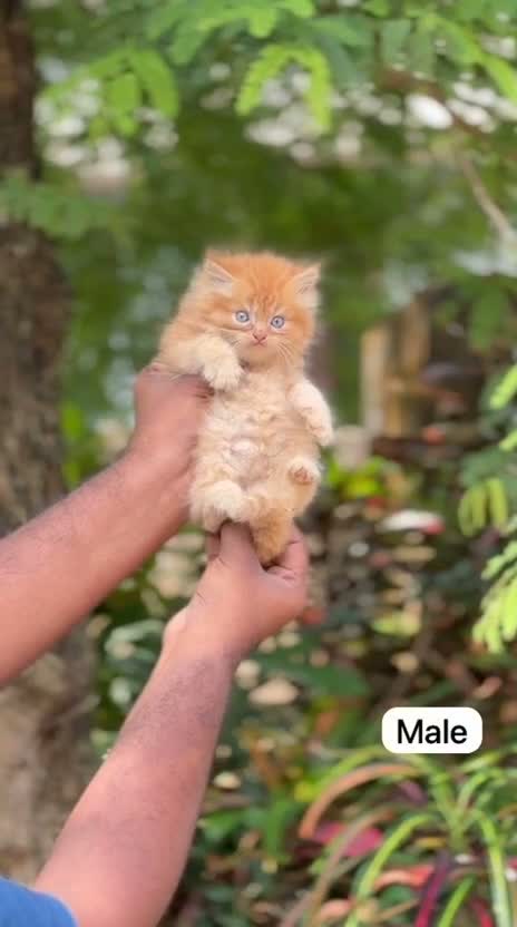 Persian, farm video