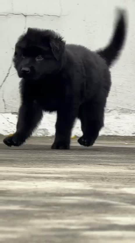 German Shepherd Puppy, farm video