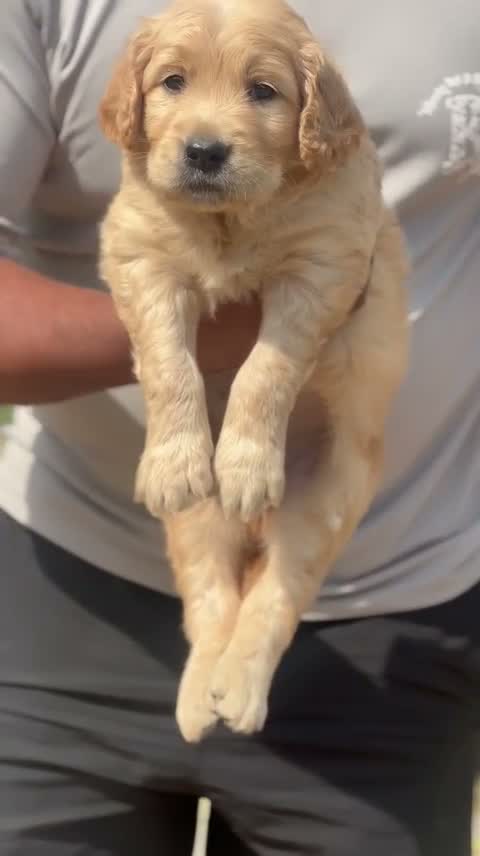 Golden Retriever, farm video