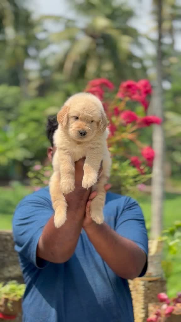 Beagle Black & Tan Puppy, farm video