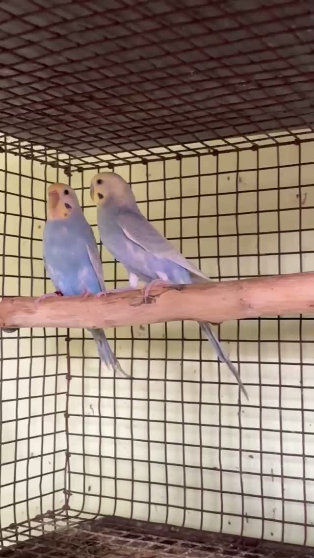 Budgies | Fallow, farm video