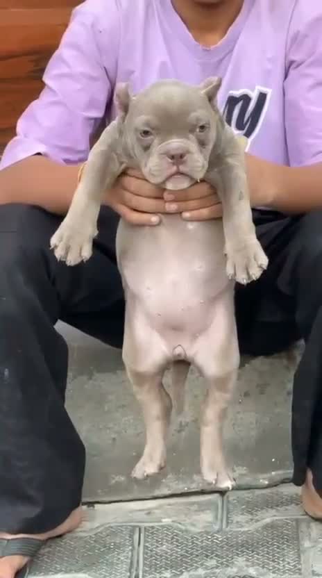 American Bully Pocket Size Puppy, farm video