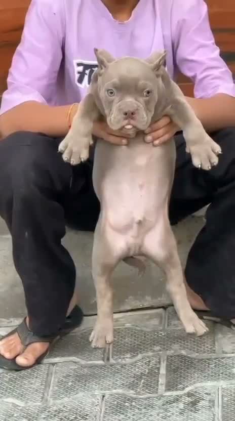 American Bully Pocket Size Puppy, farm video