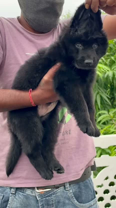 German Shepherd Puppy, farm video