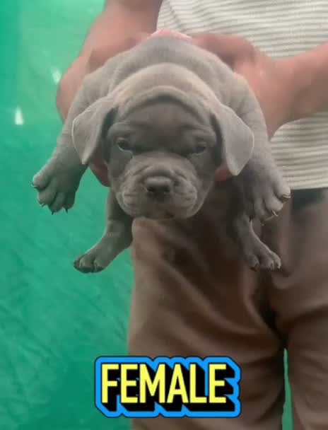 American Bully XL Size Puppy, farm video