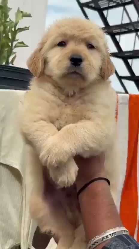 Golden Retriever, farm video