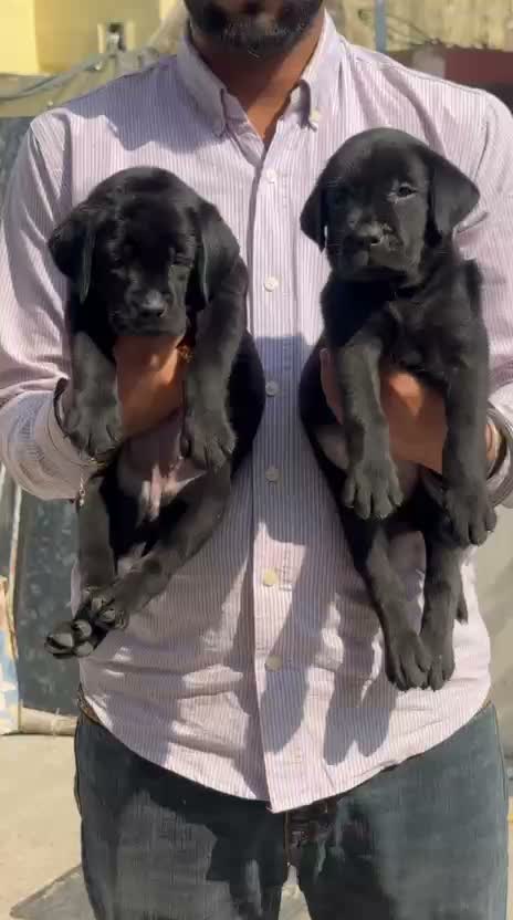 Dachshund Puppy | Brown & Tan, farm video