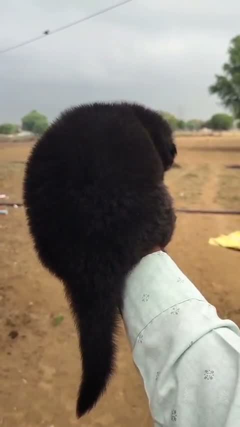 German Shepherd Puppy, farm video