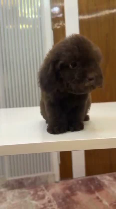 Toy Poodle Puppy, farm video