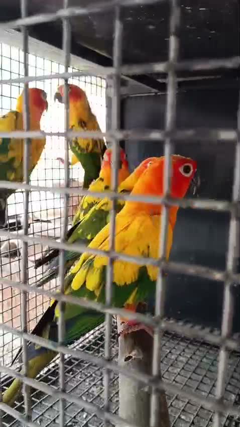 Sun Conure, farm video