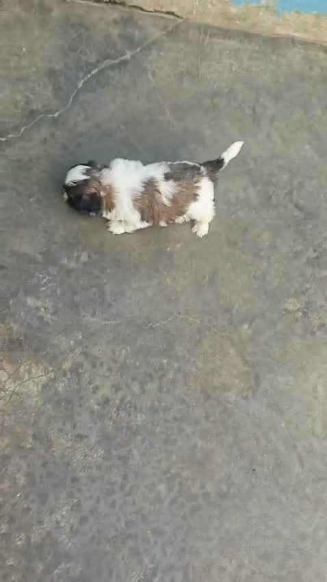 Shih Tzu | Black Color, farm video