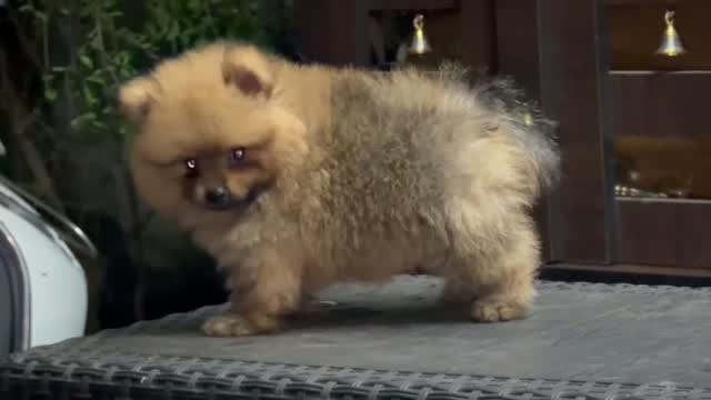 Pomeranian Puppy, farm video