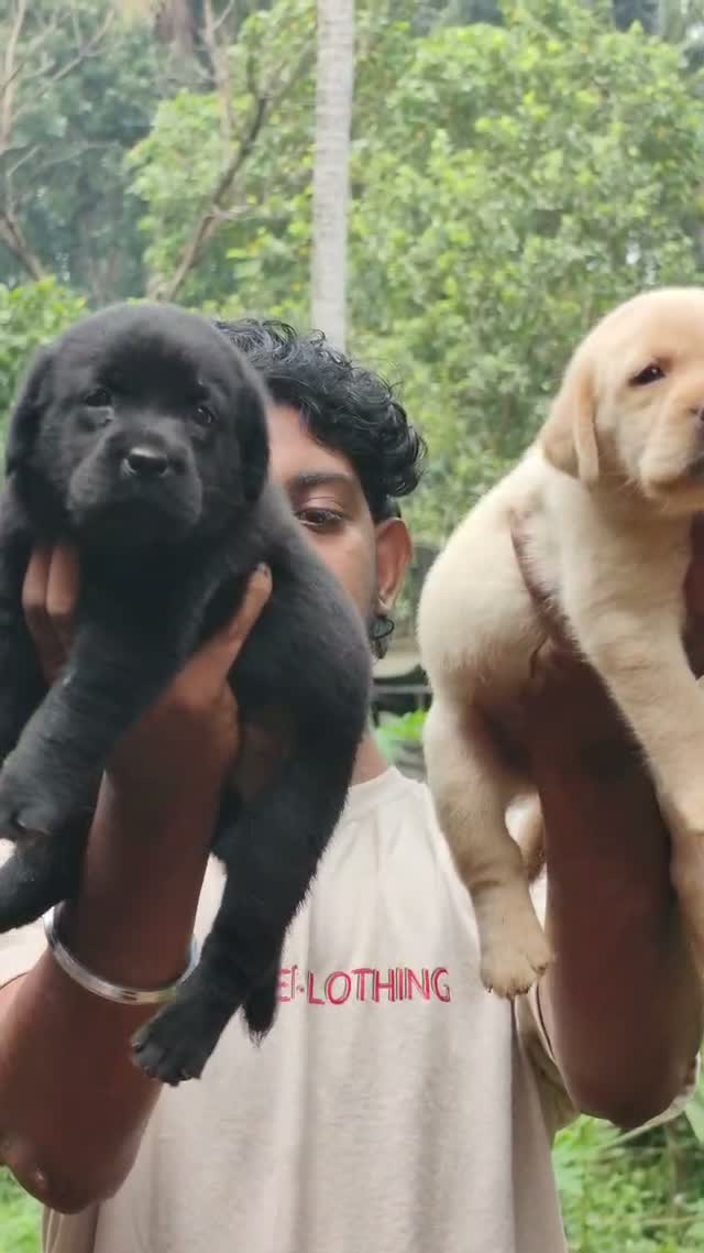 Beagle Black & Tan Puppy, farm video
