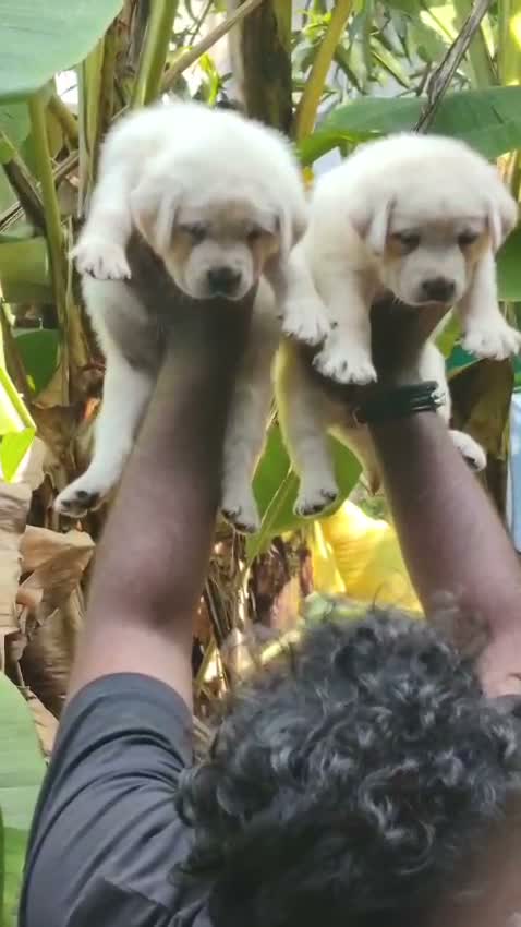 Beagle Black & Tan Puppy, farm video