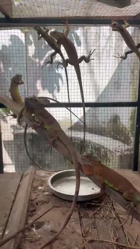 Iguana, farm video