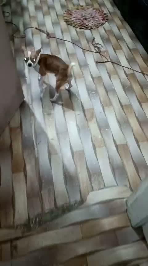 Chihuahua Puppy, farm video