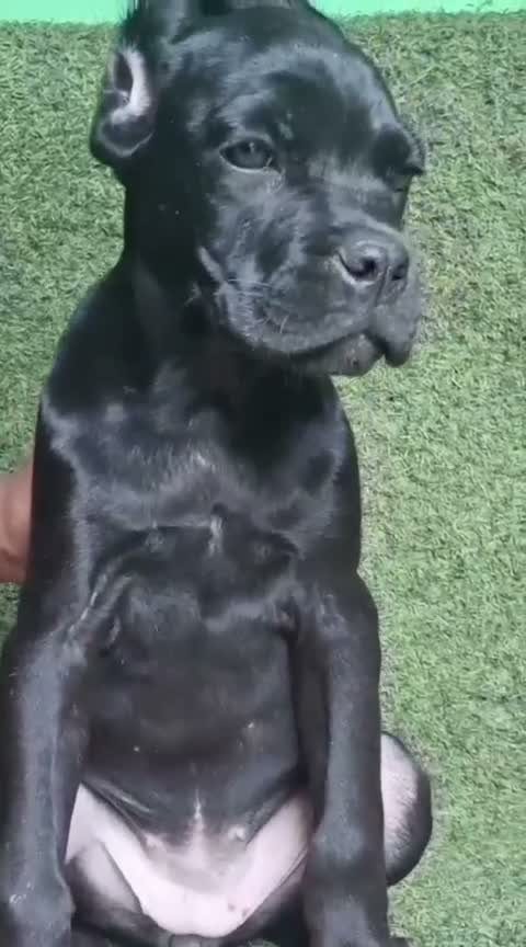 Cane Corso Puppy | Blue, farm video
