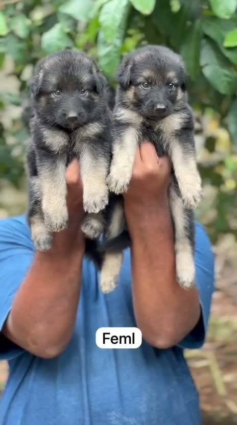 German Shepherd Puppy, farm video
