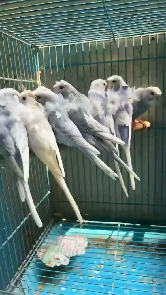Budgies | Fallow, farm video