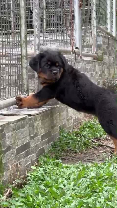 Rottweiler Puppy, farm video