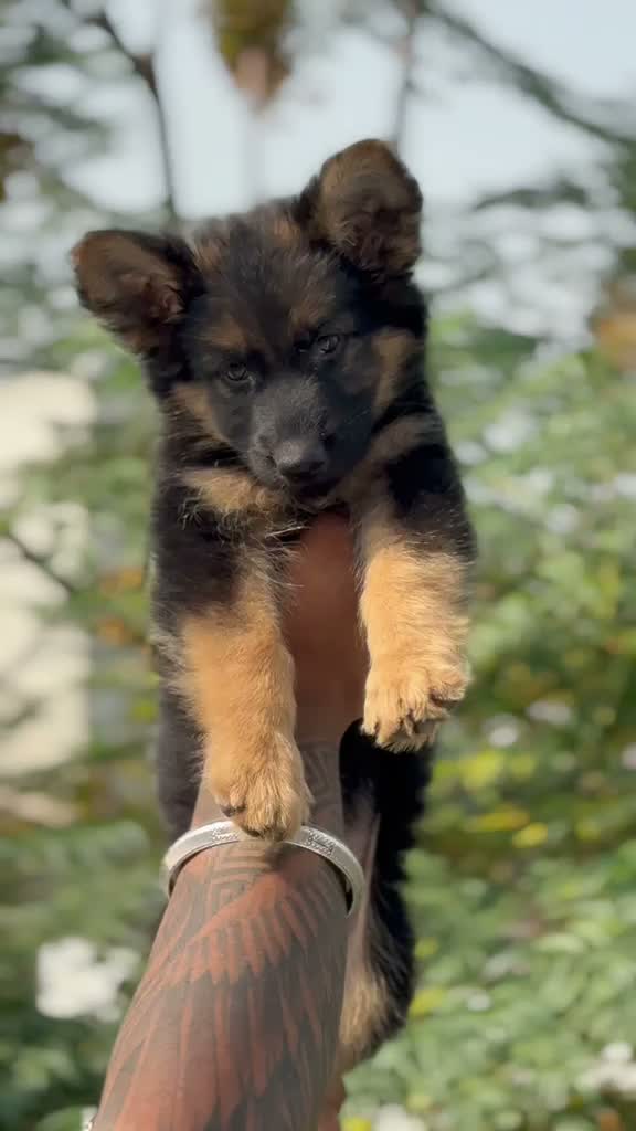 Dachshund Puppy | Brown & Tan, farm video
