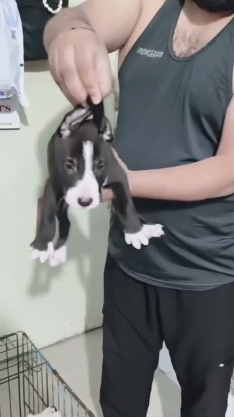 Pitbull Terrier Puppy, farm video