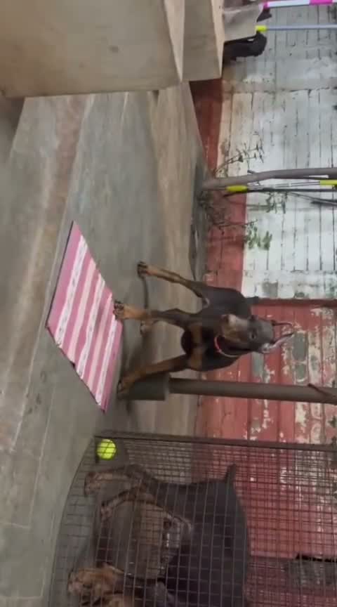 Doberman Pinscher Puppy, farm video