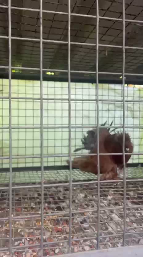 Homer Pigeon, farm video
