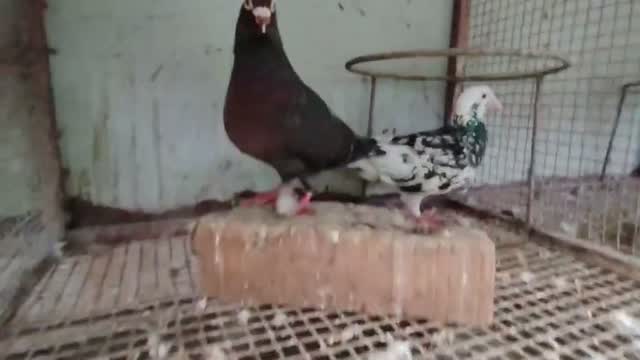 Homer Pigeon, farm video