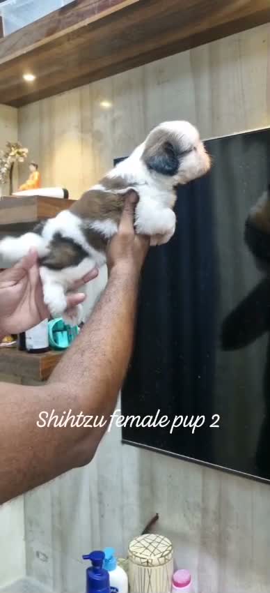 Shih Tzu | Black Color, farm video