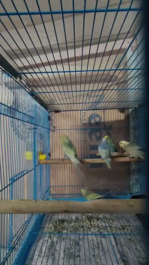 Budgies | Fallow, farm video