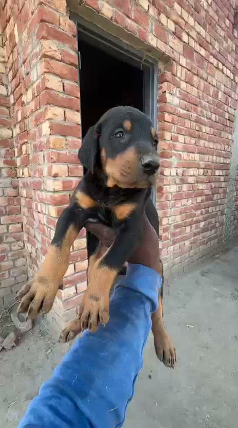Doberman Pinscher Puppy | Brown & Tan, farm video