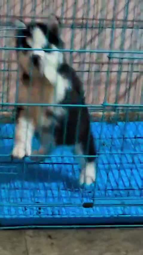 Siberian Husky Puppy | Black & White Color, farm video