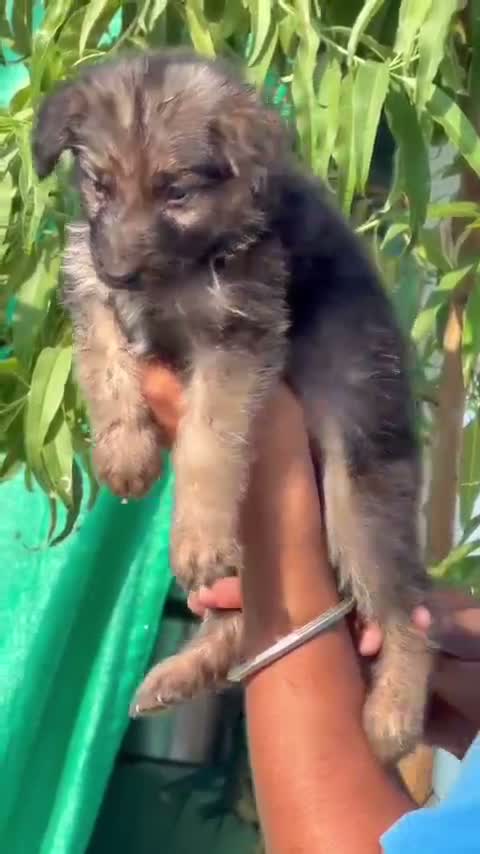 German Shepherd Puppy, farm video