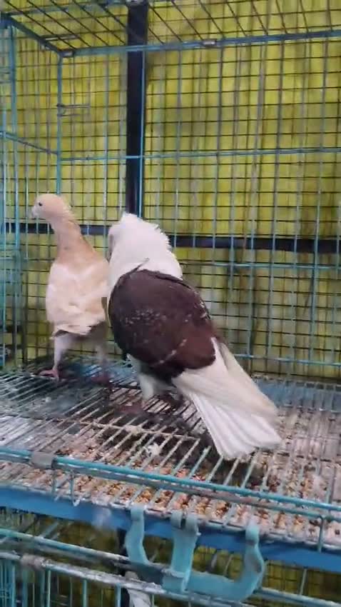 Homer Pigeon, farm video